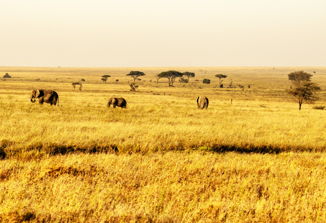 There is much to see and do, and with the cool, dry winter months being the best time to visit Tanzania, where you travel depends mainly on your interests