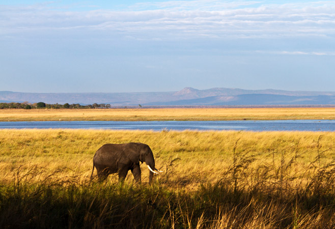 Home to the largest herds of buffalo on the planet, Katavi National Park is a relatively untouched wilderness paradise, situated in the western area of Tanzania Home to the largest herds of buffalo on the planet, Katavi National Park is a relatively untouched wilderness paradise, situated in the western area of Tanzania