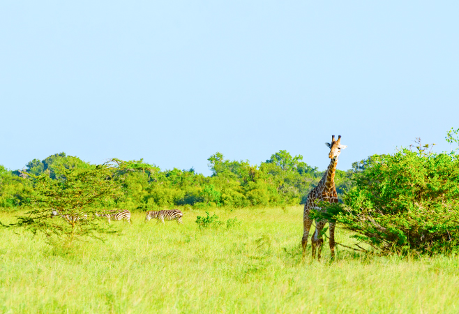 The best time to visit Saadani National Park is during the dry season. It starts from June to October and from December to February; the weather is typically warm and dry. The best time to visit Saadani National Park is during the dry season. It starts from June to October and from December to February; the weather is typically warm and dry.