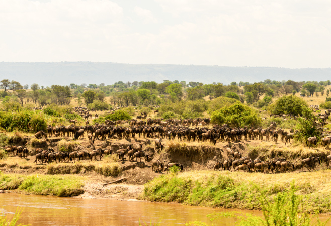 Seasonal rainfall guides the Great Migration in Tanzania, leading millions of animals across the Serengeti in search of food and water.