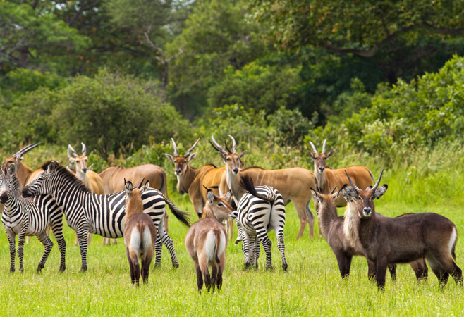 Katavi is one of the country's largest national parks, celebrated for its remote location, abundant wildlife, and diverse ecosystems Katavi is one of the country's largest national parks, celebrated for its remote location, abundant wildlife, and diverse ecosystems