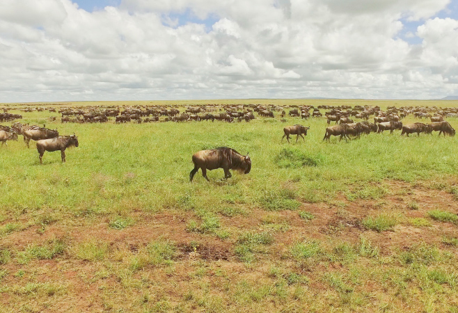 Throughout the year, the herds move in a circular rhythm across the Serengeti, with each season revealing a new and dramatic stage of the Great Migration.