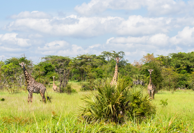 The entry fees for Saadani National Park depend on the visitor’s nationality and the duration of their visit The entry fees for Saadani National Park depend on the visitor’s nationality and the duration of their visit