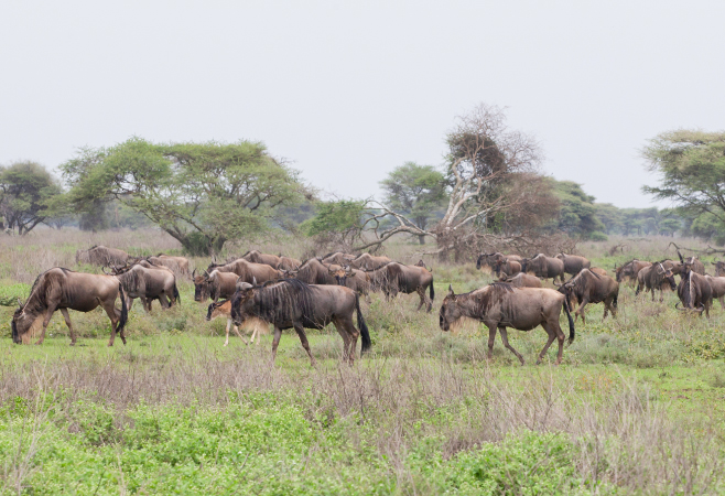 Tanzania offers migration sightings year-round, but your experience varies by season.