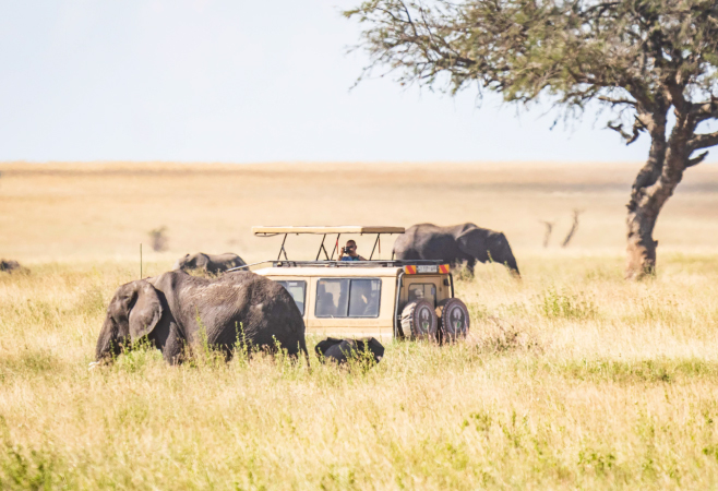 Game drives are a quintessential part of any Tanzania wildlife safari holiday, and Saadani National Park offers some remarkable experiences Game drives are a quintessential part of any Tanzania wildlife safari holiday, and Saadani National Park offers some remarkable experiences