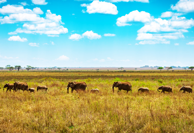The best time to visit Tanzania is during the Dry season, from June to October, when wildlife viewing is generally at its best The best time to visit Tanzania is during the Dry season, from June to October, when wildlife viewing is generally at its best