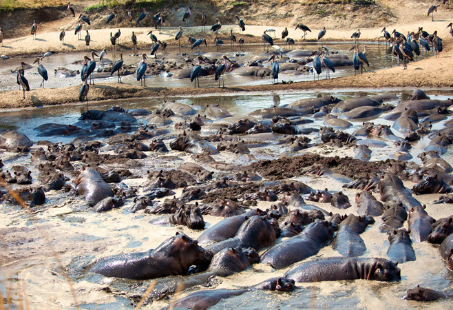 This diverse avian population includes both resident and migratory birds, making it a paradise for bird enthusiasts This diverse avian population includes both resident and migratory birds, making it a paradise for bird enthusiasts