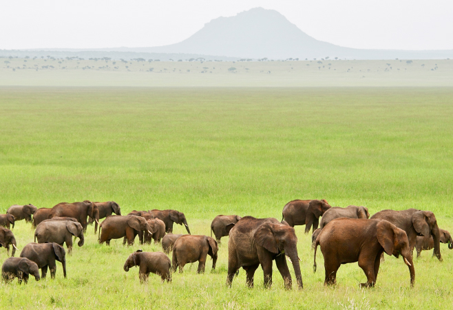 Tarangire National Park is known for its diverse wildlife, the Tarangire River, and the Silale Swamp, and it is near the Great Rift Valley. Tarangire National Park is known for its diverse wildlife, the Tarangire River, and the Silale Swamp, and it is near the Great Rift Valley.