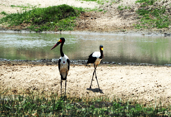 Walking safaris are a unique and exhilarating Tanzania safari activity that allows you to connect deeply with the environment Walking safaris are a unique and exhilarating Tanzania safari activity that allows you to connect deeply with the environment