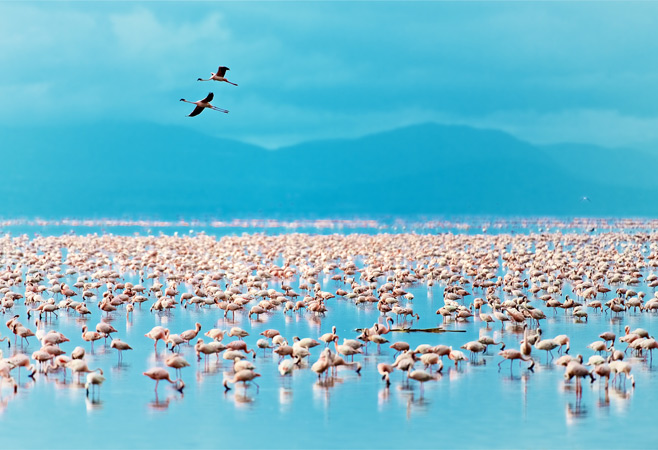 The scenery is straight out of a dream - lush forests, open grassy plains, and of course, that shimmering lake stretching endlessly under the African sky.