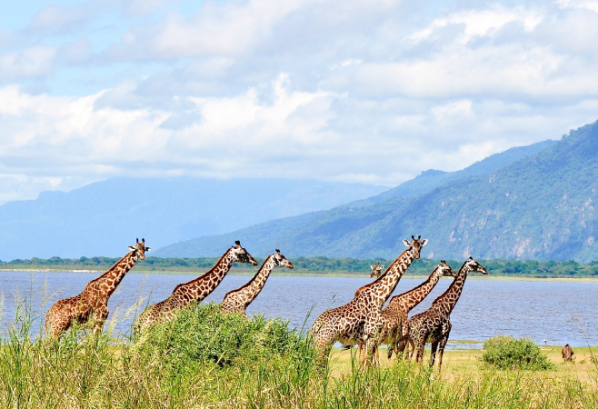 Lake Manyara is in the Great Rift Valley, known for tree-climbing lions, hot springs, 350+ bird species, and over 2 million flamingos. Lake Manyara is in the Great Rift Valley, known for tree-climbing lions, hot springs, 350+ bird species, and over 2 million flamingos.
