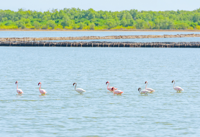 Bird watching in Saadani National Park is a must for enthusiasts and casual observers alike, making it an exciting activity for a Tanzania wildlife safari holiday Bird watching in Saadani National Park is a must for enthusiasts and casual observers alike, making it an exciting activity for a Tanzania wildlife safari holiday