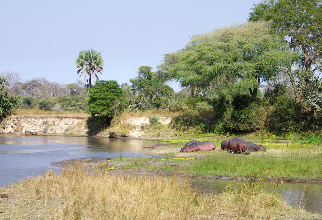 From the dramatic landscapes to the vibrant wildlife, Katavi is a photographer’s paradise From the dramatic landscapes to the vibrant wildlife, Katavi is a photographer’s paradise