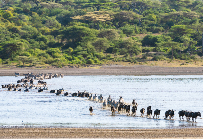 Witnessing river crossings during the Great Migration is one of the most dramatic and unforgettable safari moments.