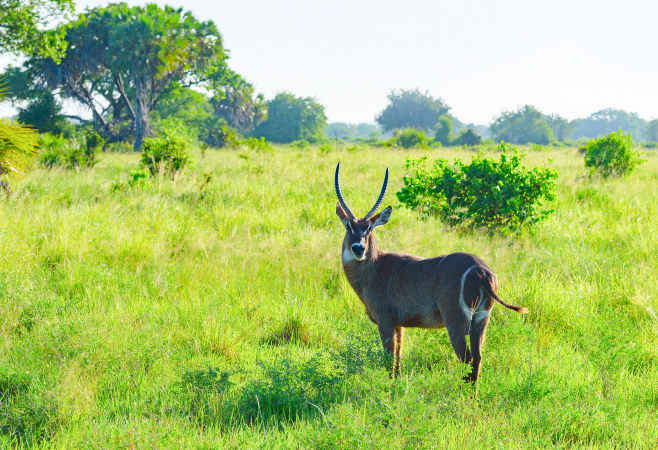 Embarking on a safari to Saadani National Park is an exciting adventure, but proper planning ensures a smooth and memorable experience Embarking on a safari to Saadani National Park is an exciting adventure, but proper planning ensures a smooth and memorable experience