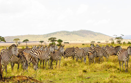 The Ultimate Singida Travel Guide: Planning Your Trip to Central Tanzania