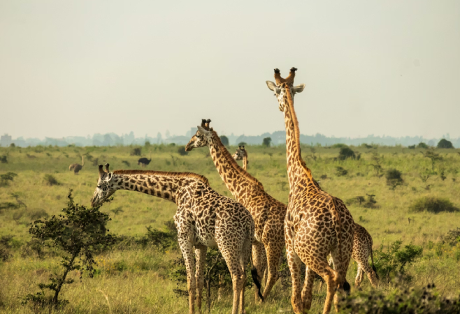 If you look forward to combining this experience, timing is important, and the peak season (July to September) is preferably the best time to visit. If you look forward to combining this experience, timing is important, and the peak season (July to September) is preferably the best time to visit.