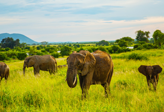 This period offers the most favourable conditions for wildlife viewing and safari experiences