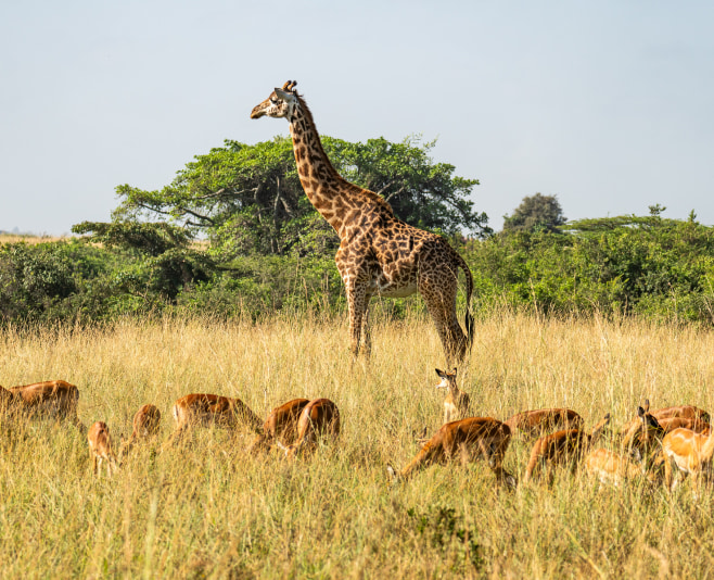 Wildlife viewing in Nyerere National Park is best from June to October, during the dry season