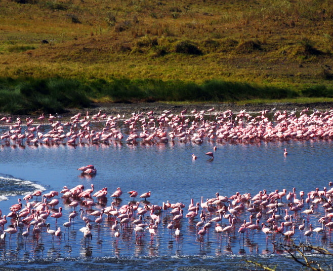Arusha national park is one of the recognized birding areas in Tanzania hosting over 400 bird species, birds in the park include critically endangered species