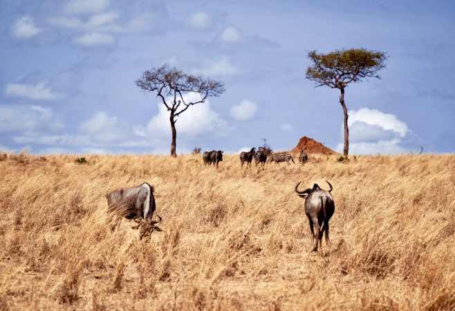 If you are planning to experience a hot air balloon safari in Serengeti during tours in Tanzania, prepare about US$ 599 per person/ flight If you are planning to experience a hot air balloon safari in Serengeti during tours in Tanzania, prepare about US$ 599 per person/ flight