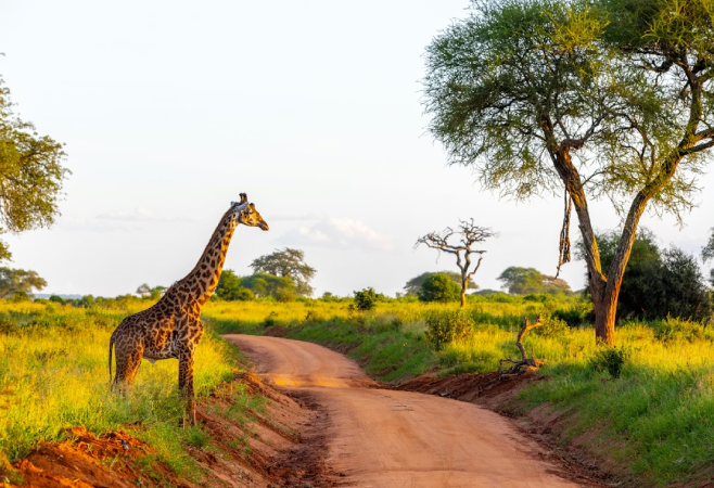 Begin by mapping out the basic expenses: transportation, accommodation, meals, and activities