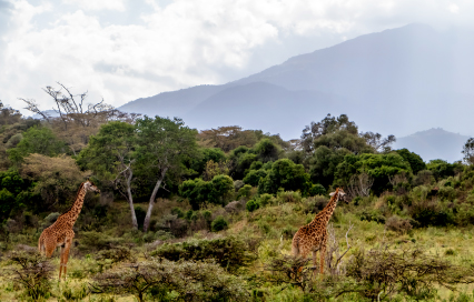 Arusha National Park Day Trip: The Perfect Safari in Tanzania