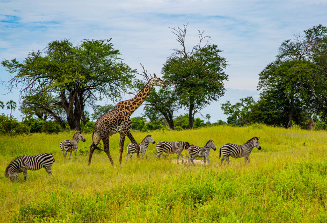Guided walking safaris provides an intimate and immersive wildlife experience, allowing visitors to explore the park on foot