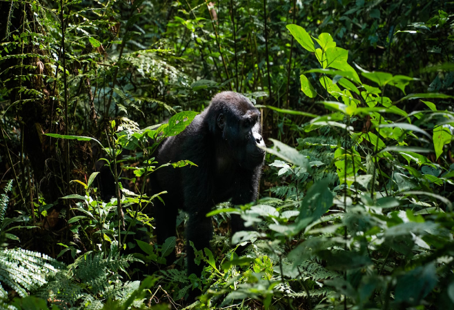 Some essential safety tips to keep in mind during your visit Gombe National Park