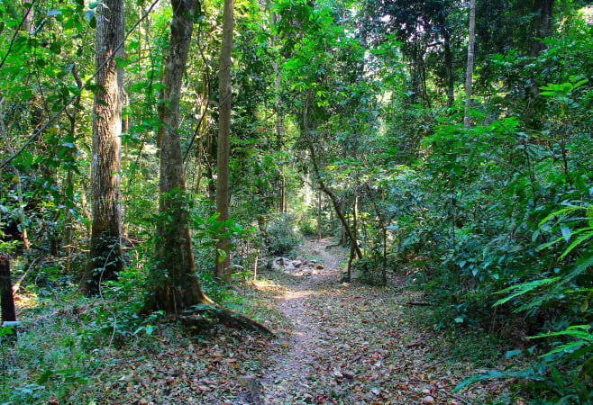 Beyond chimpanzee trekking, Gombe National Park offers ample hiking and nature walk opportunities.