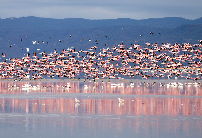 Lake Manyara National Park is well known for the tree-climbing lions, the soda ash lake that attracts thousands, and the pink flamingos