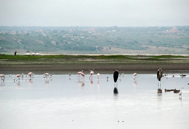 Lake Singida is the more alkaline and the more likely to evaporate completely during dry periods Lake Singida is the more alkaline and the more likely to evaporate completely during dry periods