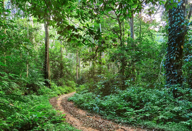 Magamba Nature Forest Reserve is a significant conservation area characterized by its lush montane forest and rich biodiversity