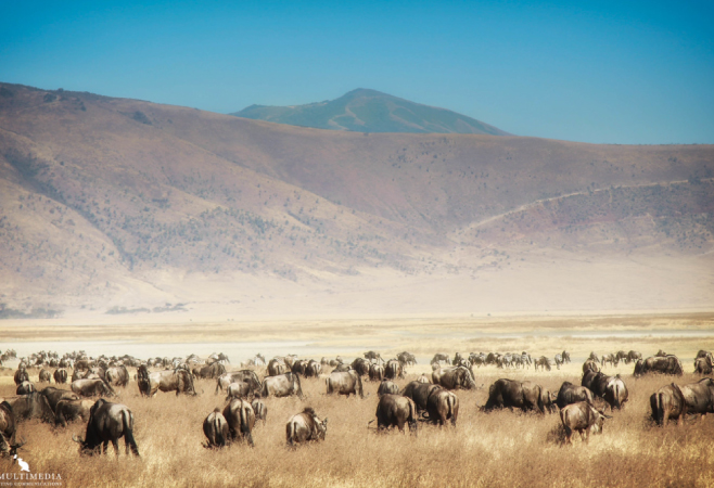 Ngorongoro Crater is the world's largest caldera, located in northern Tanzania, and is known for its diverse wildlife and the "Big 5" mammals. Ngorongoro Crater is the world's largest caldera, located in northern Tanzania, and is known for its diverse wildlife and the "Big 5" mammals.