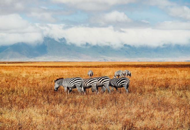 The Ngorongoro Crater is the world's largest intact and unfilled volcanic caldera, and the Ngorongoro Conservation Area's main tourist attraction