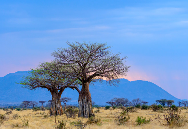 The Baobab Valley is characterized by its enchanting landscape adorned with iconic baobab trees.
