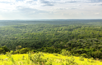 From City to Sanctuary: Discover the Wonders of Pugu Hills Forest Reserve on a Day Trip