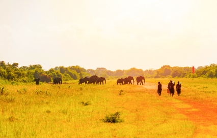 Saadani National Park Travel Guide: Best Time to Visit, Activities, and Tips