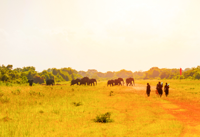 Saadani National Park is a unique wildlife reserve in Tanzania, allowing visitors to experience a combination of beach and bush. Saadani National Park is a unique wildlife reserve in Tanzania, allowing visitors to experience a combination of beach and bush.