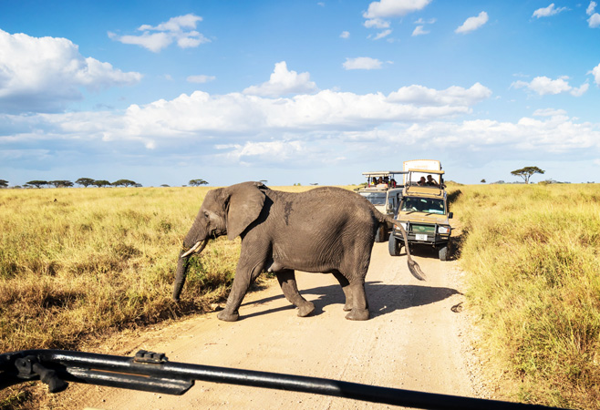 Safaris from Dar are cheaper, remote, and far less crowded compared to the widely popular northern safari circuits