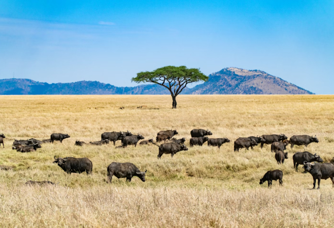 Serengeti is ,one of the oldest, largest, and best national parks in Africa