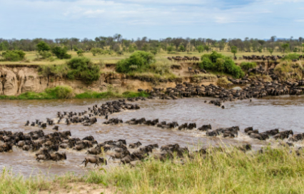 The Great Migration Tanzania Safari: A Complete Guide to the World’s Greatest Wildlife Show