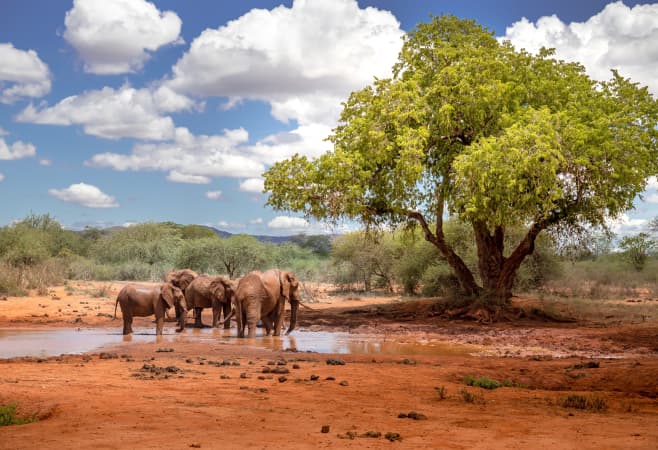 Popular safari destinations included in Tanzania holiday packages - Serengeti National Park Popular safari destinations included in Tanzania holiday packages - Serengeti National Park