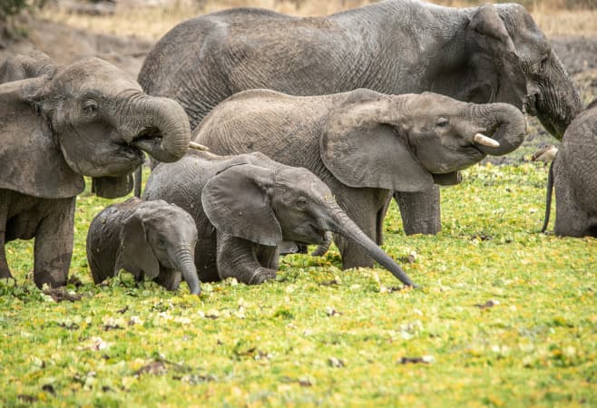 safari destinations included in Tanzania holiday packages - Tarangire National Park
