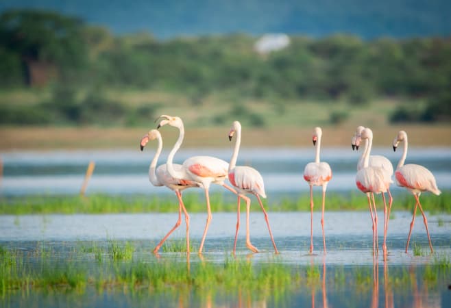 safari destinations included in Tanzania holiday packages - Lake Manyara National Park safari destinations included in Tanzania holiday packages - Lake Manyara National Park