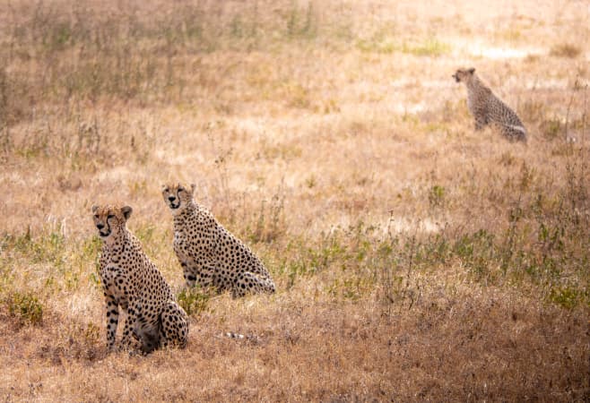 Popular safari destinations included in Tanzania holiday packages - Ruaha & Nyerere National Park Popular safari destinations included in Tanzania holiday packages - Ruaha & Nyerere National Park