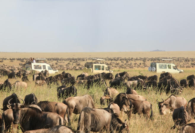 Stay on the lookout for Africa’s most iconic wildlife while on safari in the Ngorongoro Crater, Lake Manyara, and Serengeti National Parks.