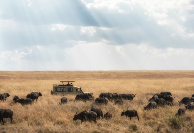 Tanzania has taken a significant step in boosting its tourism industry by introducing a visa-free entry policy for travelers