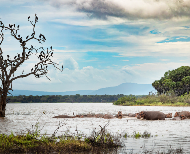 For visitors looking for a rich range of wildlife, the Nyerere National Park is an excellent choice