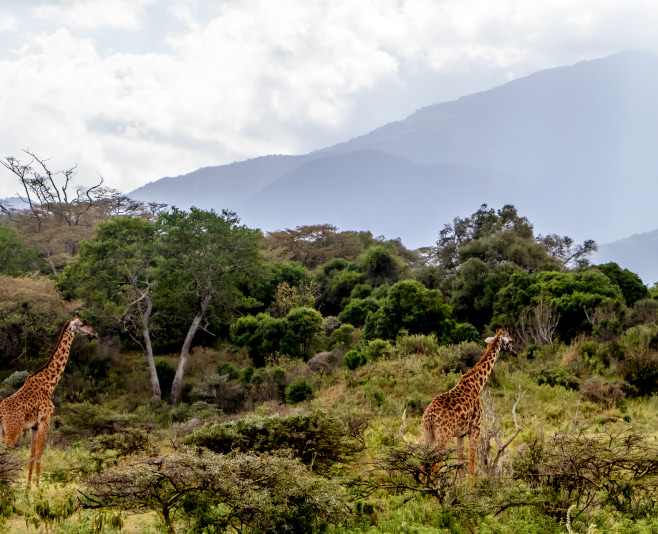 Embark on a mesmerizing journey to Arusha National Park, Tanzania’s captivating haven of magnificent wildlife, diverse landscapes, and adrenaline-pumping adventures